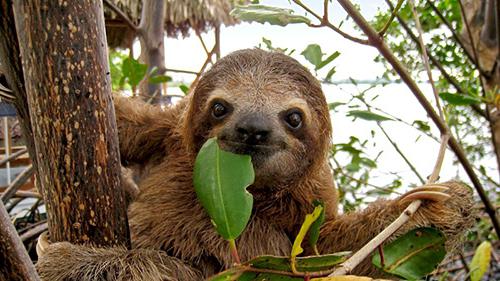 animal sloth photo