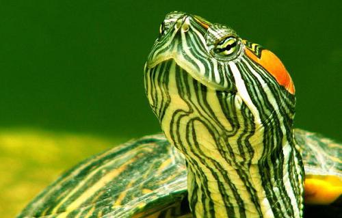 водяные черепахи в домашних условиях