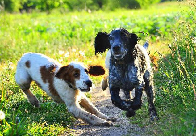 russian spaniel customer reviews