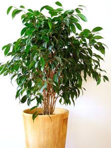 ficus benjamin crown formation