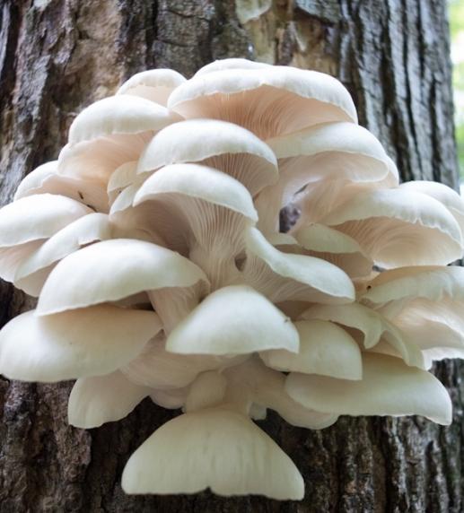 oyster mushroom dishes