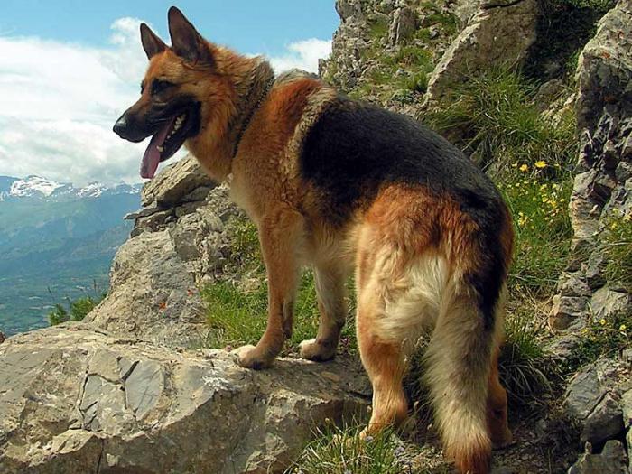 how old are shepherd dogs live