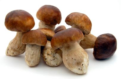 грибы маслята описание 