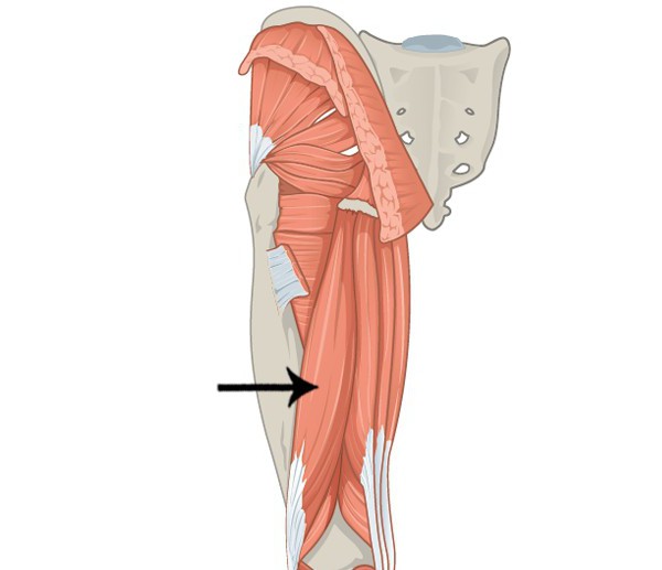 Gluteus Maximus мышца