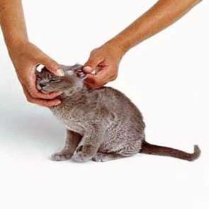 Как почистить уши котенку