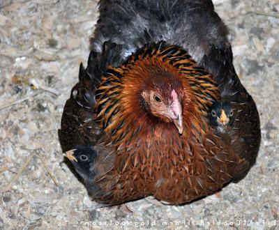 Types of Chicken