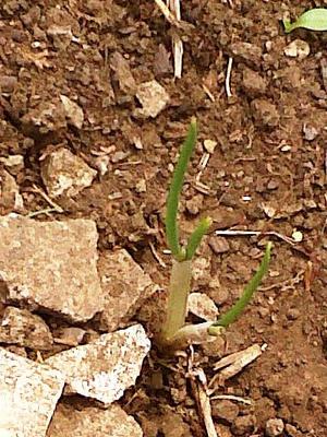 How often to water onions