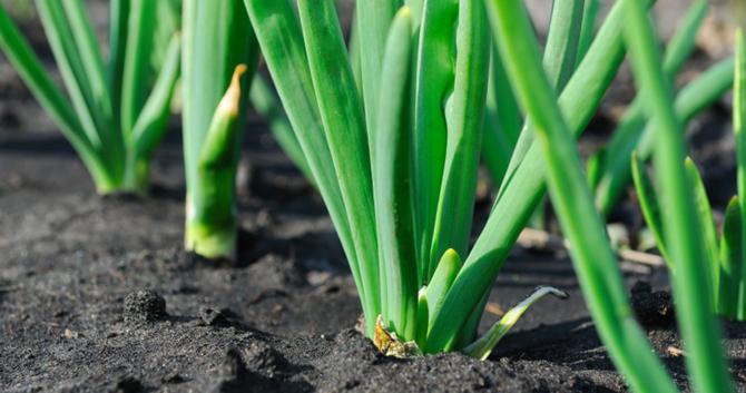 Watering onions with salt water