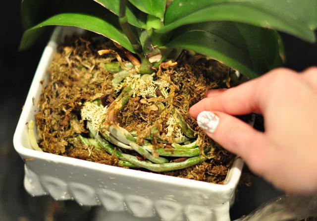 How to transplant an orchid after flowering