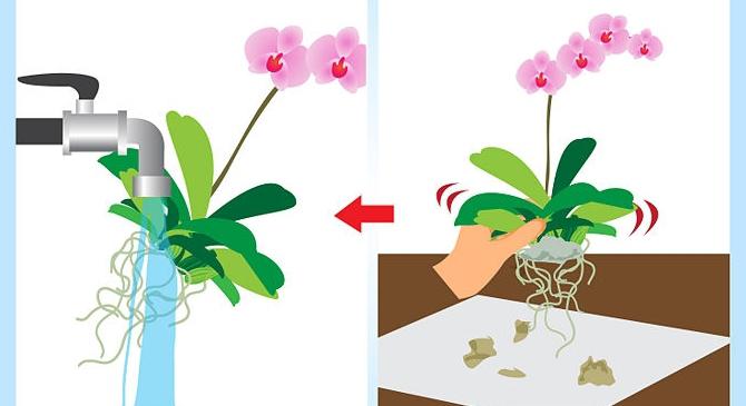 Where to transplant an orchid