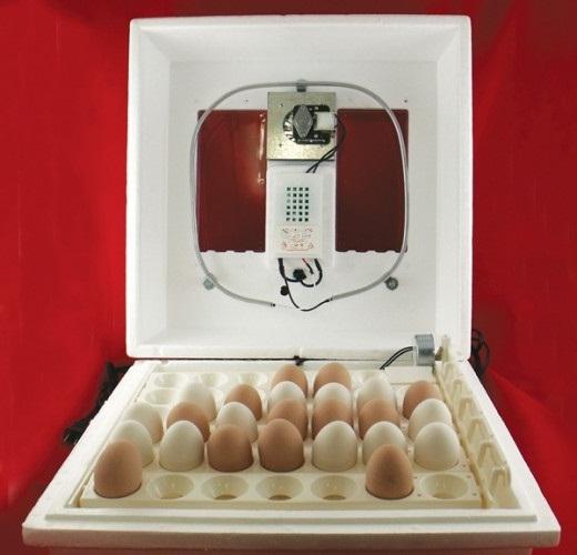 инкубация куриных яиц в домашних условиях