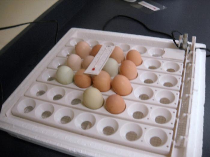 egg incubation temperature