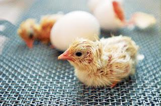 температурный режим инкубации куриных яиц