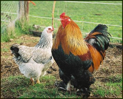 Chickens Brahma care