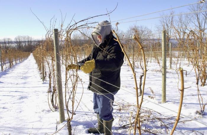 how to warm grapes for the winter