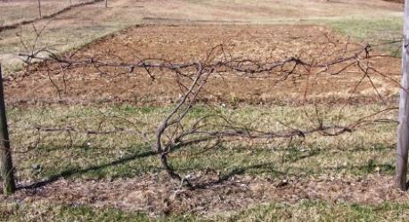 how to close the grapes for the winter