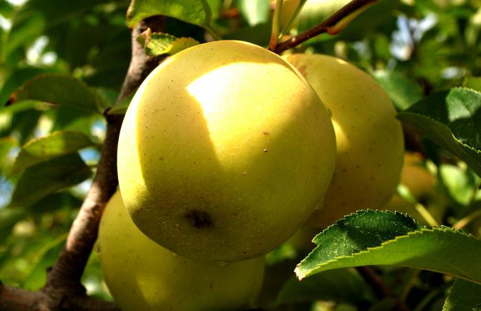 Яблоки голден откуда поступают в Россию