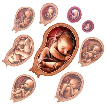 развитие эмбриона по неделям