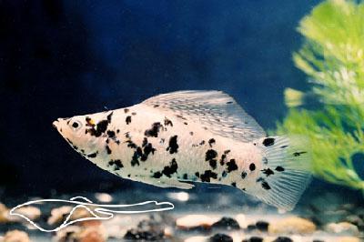 аквариумная рыбка моллинезия