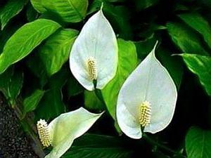 spathiphyllum leaves turn yellow