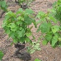 размножение дикого винограда черенками