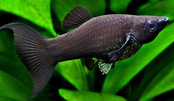 black mollinsia fish