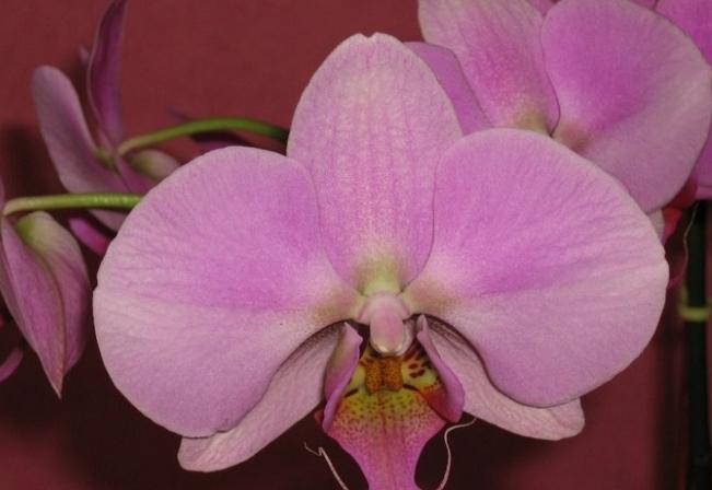 орхидея уход после цветения в домашних условиях
