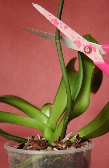 орхидея фаленопсис уход после цветения