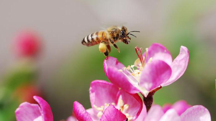 полезные насекомые пчелы 