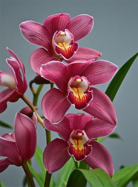 Королевские орхидеи 