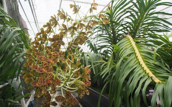 королевская орхидея гигантелла