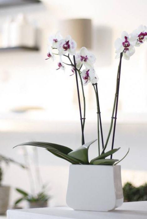 орхидея королевская уход 