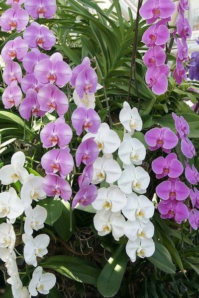 королевская орхидея уход в домашних условиях 