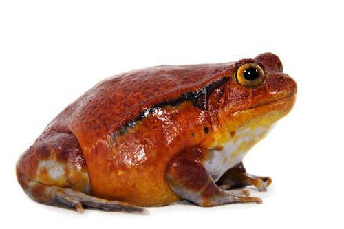 red frog