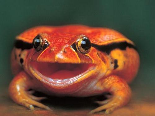 frog tomato description