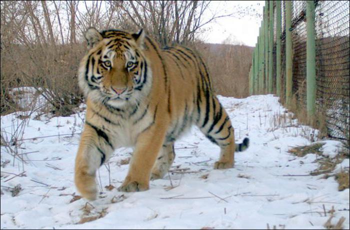 тигрица илона хинганский заповедник 