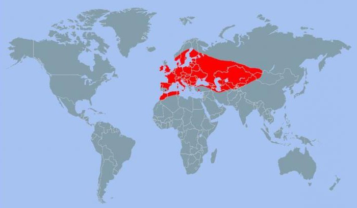 бражник глазчатый