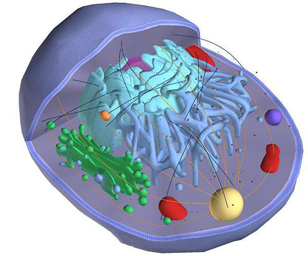 Методы изучения структуры органоидов клетки 