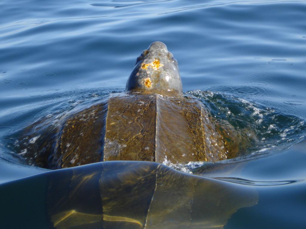 кожистая черепаха в воде