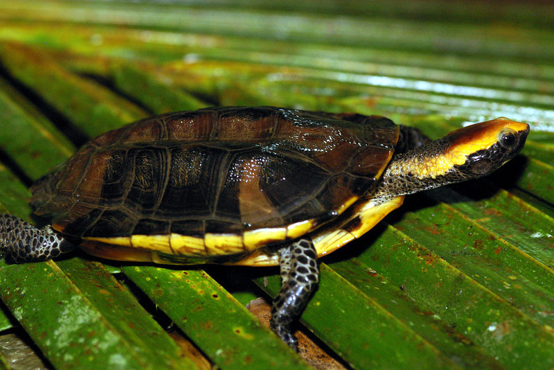 PLATEMYS platycephala