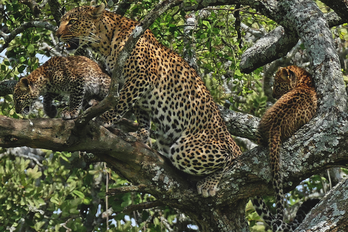 самка леопарда с детенышами