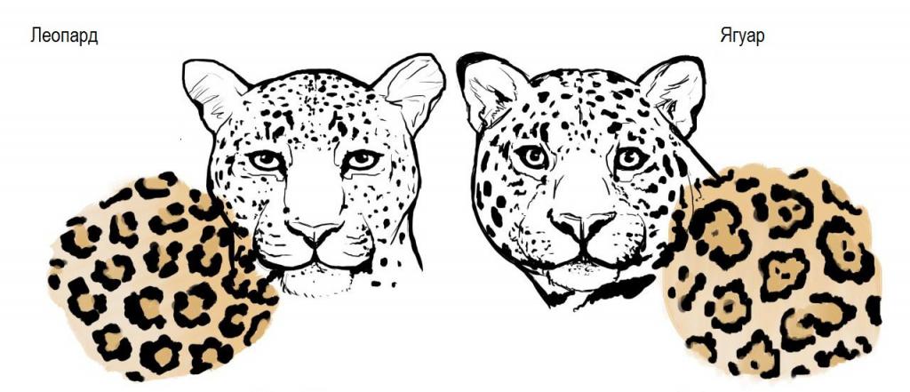 ягуар леопард отличия