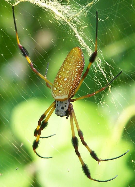 паук шелкопряд фото