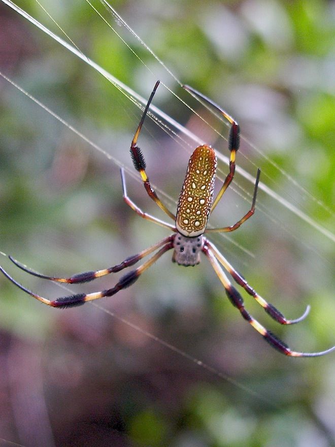 золотистый шелкопряд паук