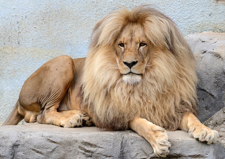 Фото с львом