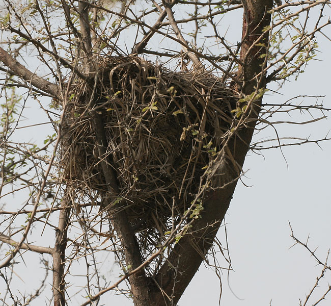гнездо белки на дереве