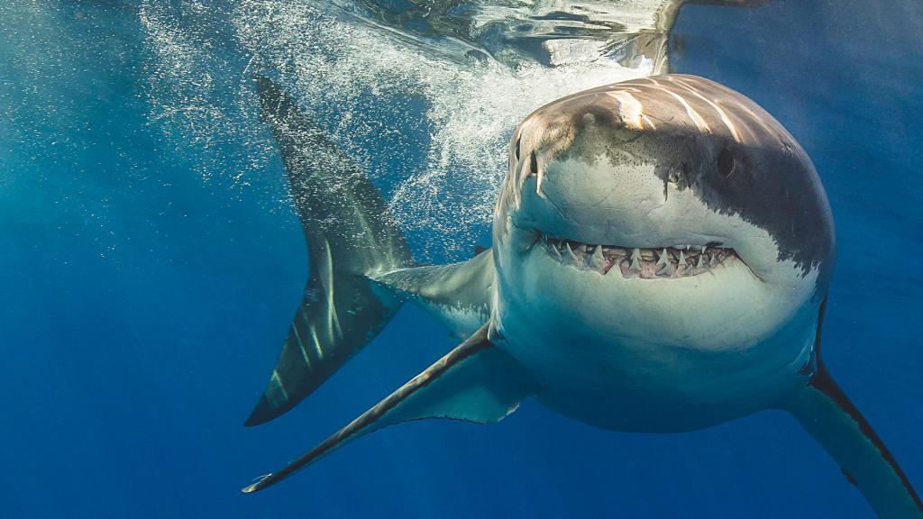 Страшные акулы фото