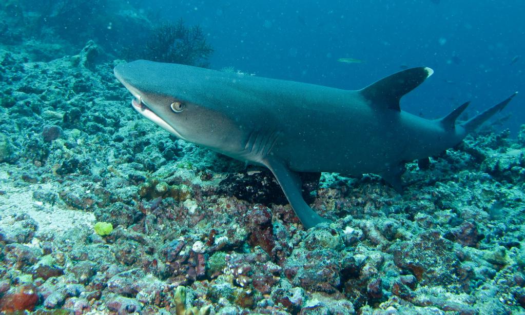 reef shark