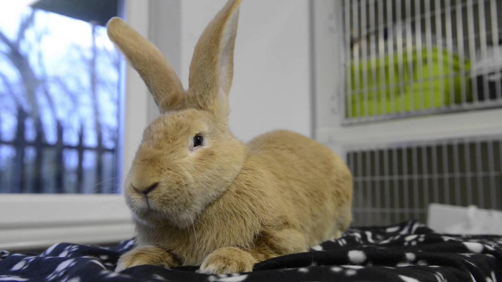 rabbit saved a man