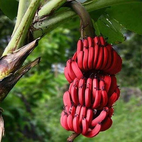 красный банан